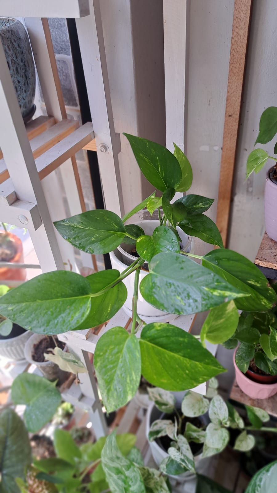 Epipremnum Verde